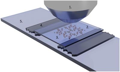 Modulation of the nanoscale motion rate of Candida albicans by X-rays